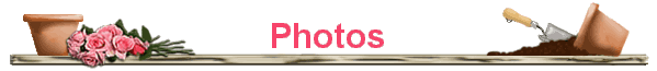 Photos